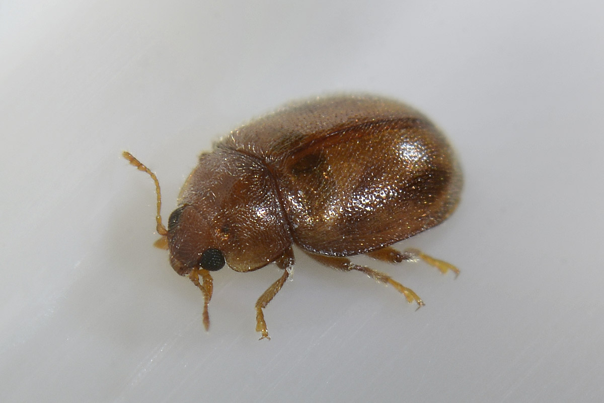 Rhyzobius sp., Coccinellidae